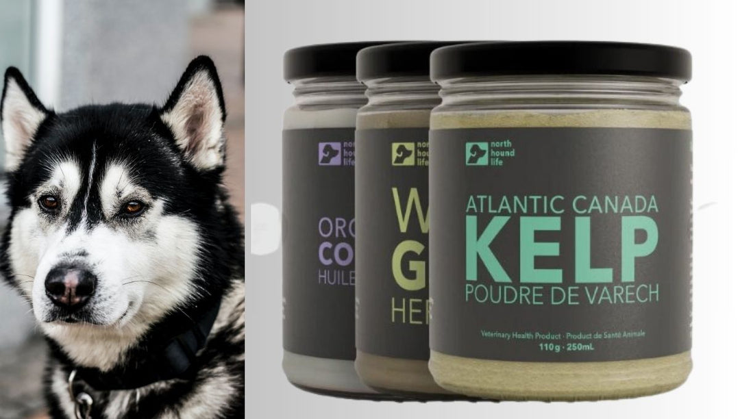 Every Dog Deserves to Have a Soft Coat: Achieve Your Dream with Organic Supplements - Gideon and Sadie Posh Dogs